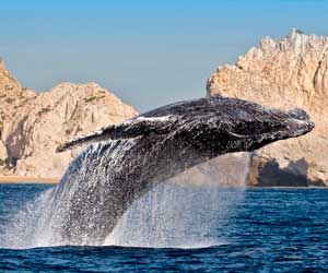 Cabo San Lucas